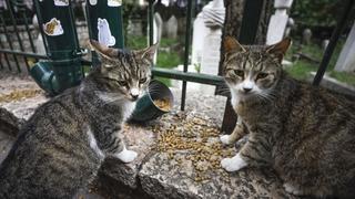Zahvaljujući entuzijastima: Mačke kod sarajevske džamije Ferhadija dobile hranilicu i pojilicu
