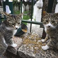 Zahvaljujući entuzijastima: Mačke kod sarajevske džamije Ferhadija dobile hranilicu i pojilicu
