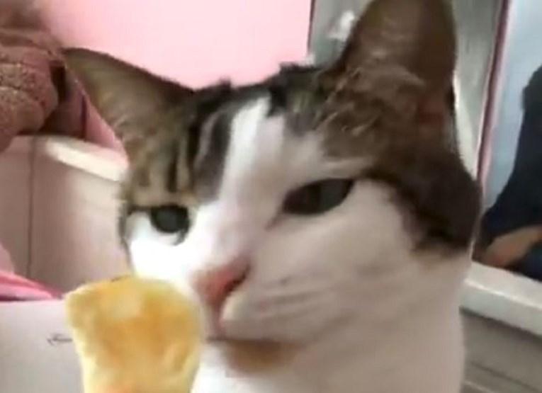 Mačka pomirisala čips sa sirćetom, požalila iste sekunde pa postala hit na internetu