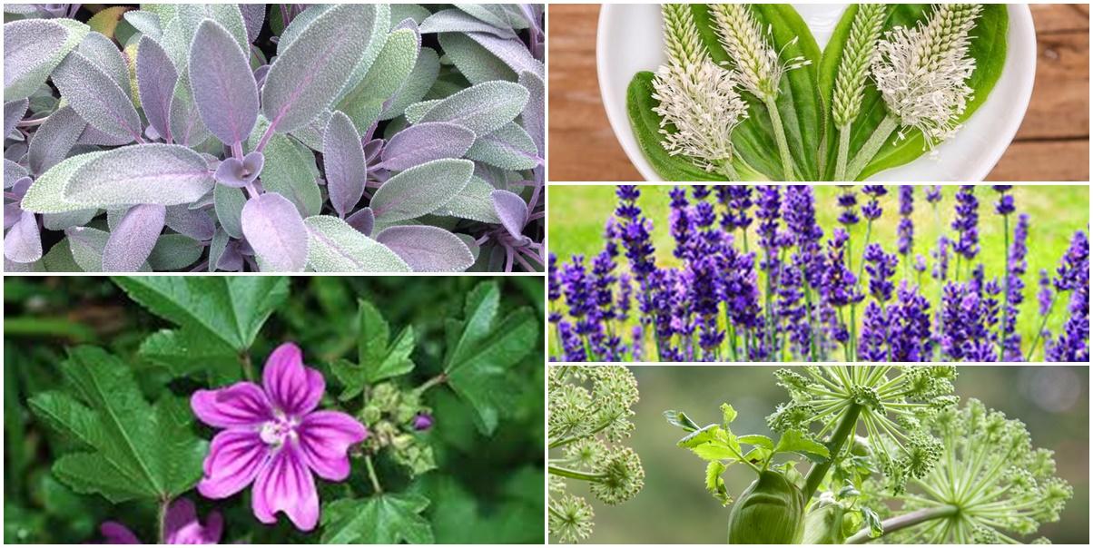 Sve o moćnim biljkama koje olakšavaju prehladu, gripu, grlobolju i kašalj