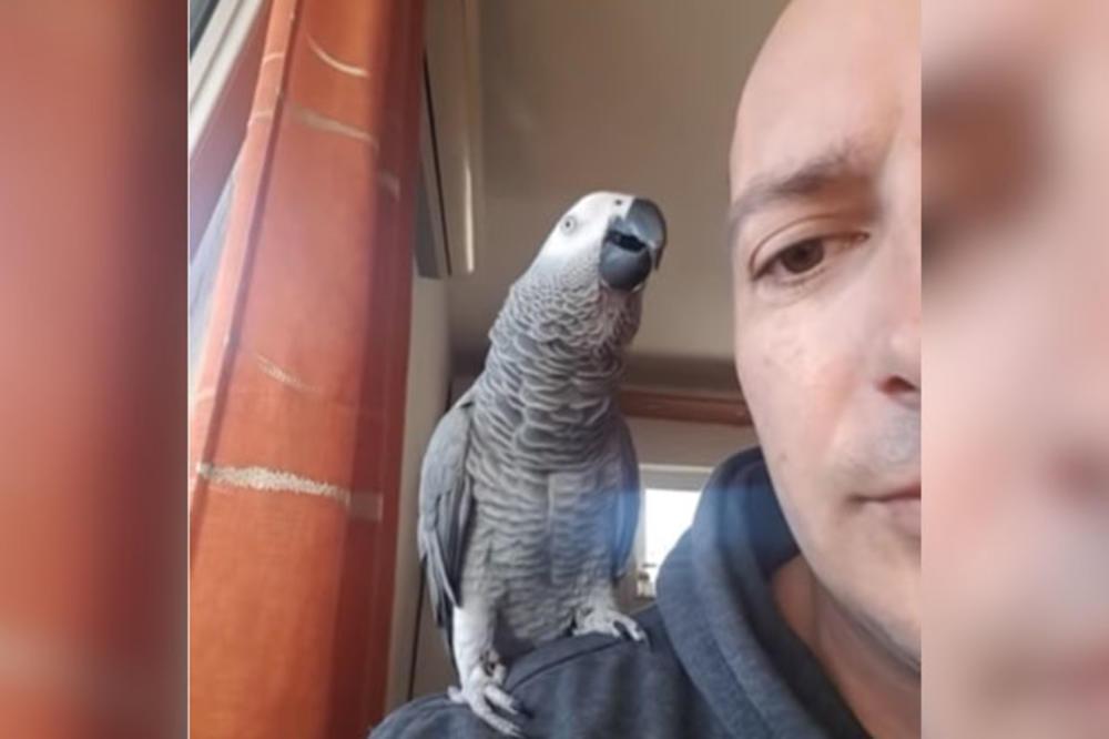 Sivi afrički papagaj Hugo iz Splita - Avaz