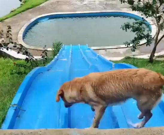 Ovaj pas zna kako se zabaviti, toboganom se spuštao u bazen
