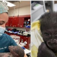 Beba gorila došla na svijet carskim rezom: Majka ne želi brinuti o njoj