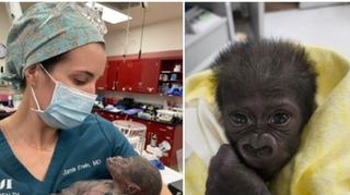 Beba gorila došla na svijet carskim rezom: Majka ne želi brinuti o njoj
