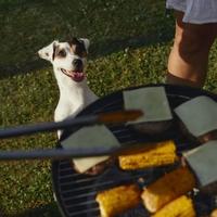 Da li je štetno psima davati pečeno meso s roštilja