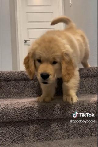 Snimak šteneta koji se plaši stepenica će vas razniježiti i nasmijati 
