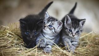 Veterinar Marin Kristian Jerković za "Avaz": Evo šta trebate znati ako želite udomiti mačiće