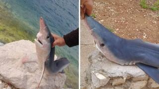 U Neumu ulovljen morski pas modrulj, smatra se jednim od najopasnijih