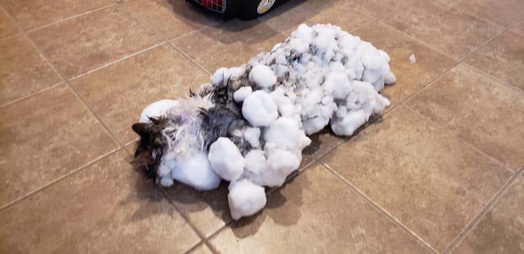 Veterinari satima oživljavali smrznutu mačku: Pokazali kako sad izgleda