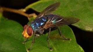 Uz ovaj sjajan trik otjerat ćete muhe bez pesticida
