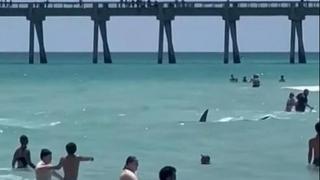 Ajkula plivala blizu obale, plivači panično bježali na plažu