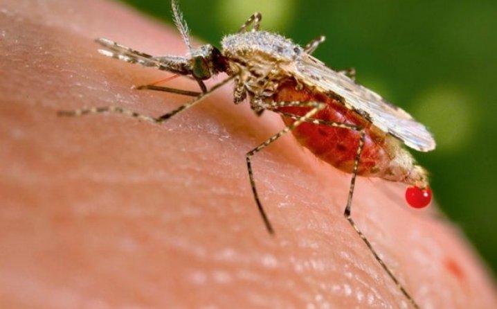 Najezda insekata: Misteriozna infektivna bolest iz Afrike stigla na Balkan
