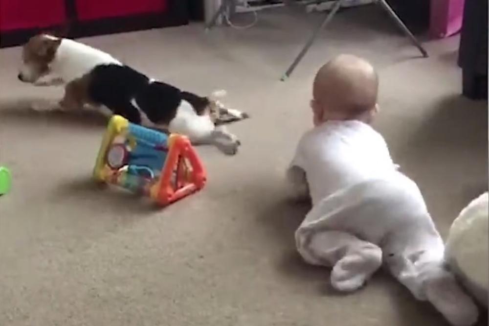 Evo zašto je pas najbolji prijatelj čovjeka: Neodoljiva kuca uči bebu kako se puže