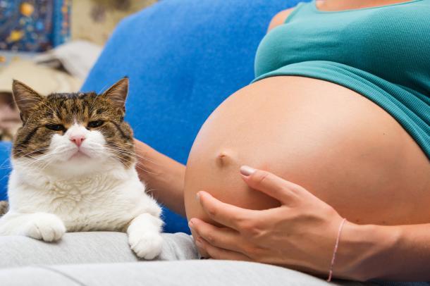 Šta kad trudnica ima macu