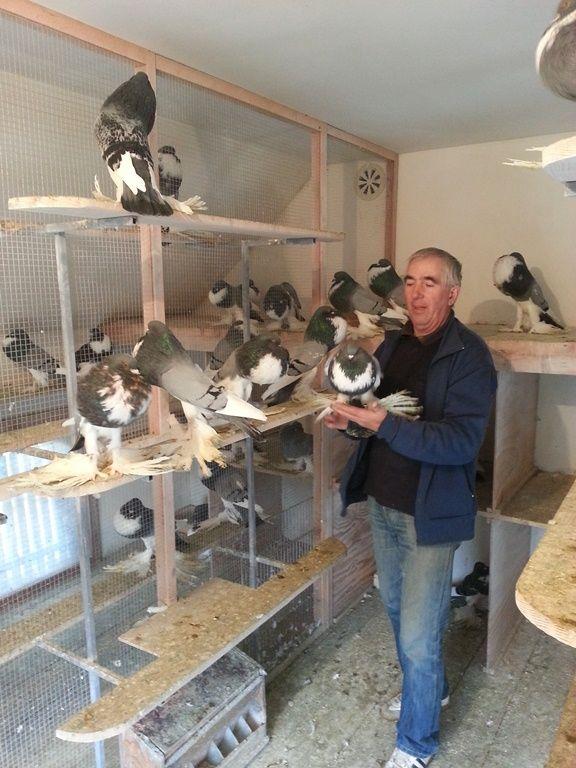 Trenutno posjeduje više od 200 golubova - Avaz