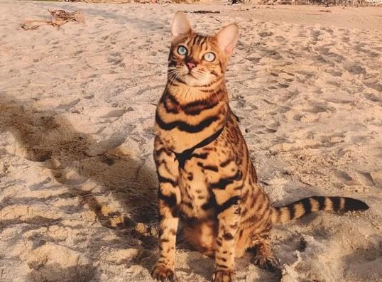 Najpopularniji mačak Instagrama: Suki Ket živi zavidnim životom