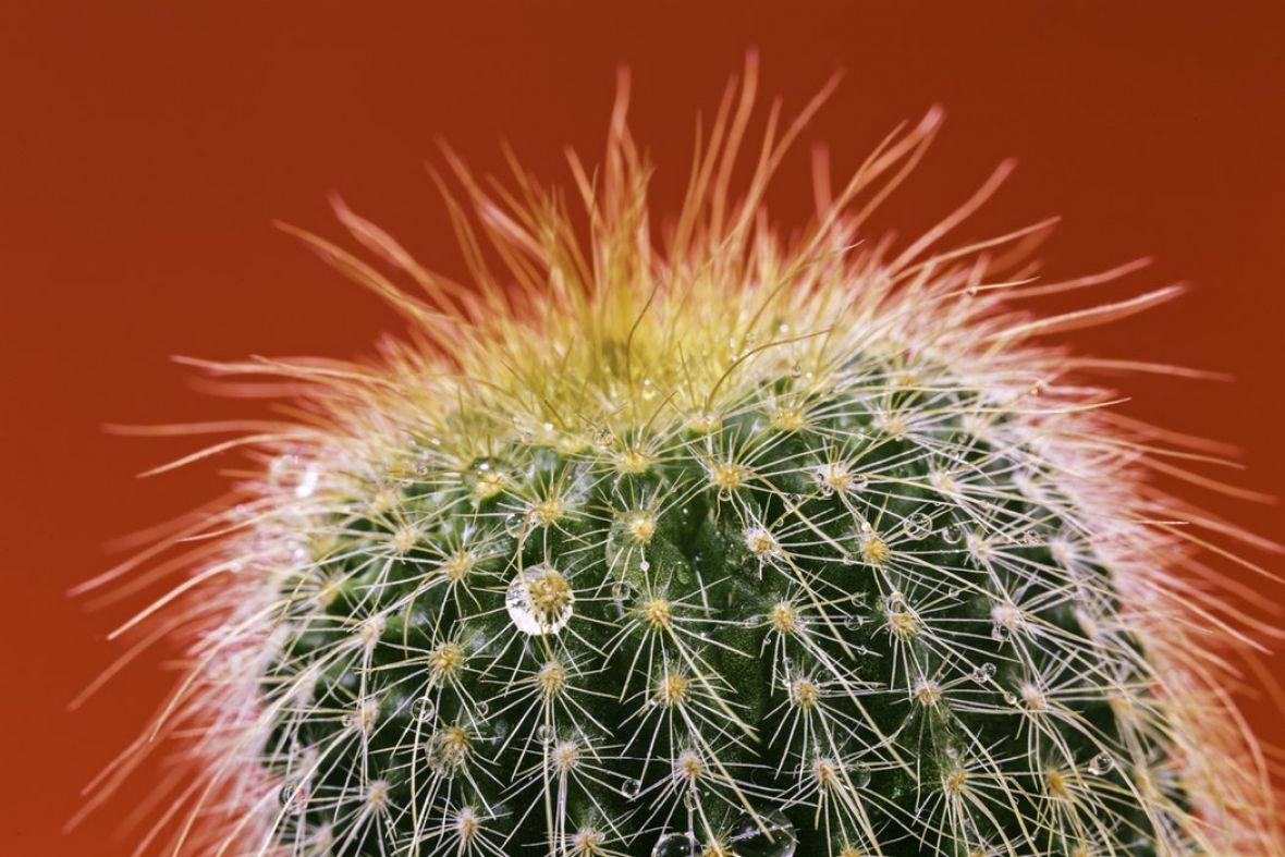 Kaktusova voda čudotvorna za kožu