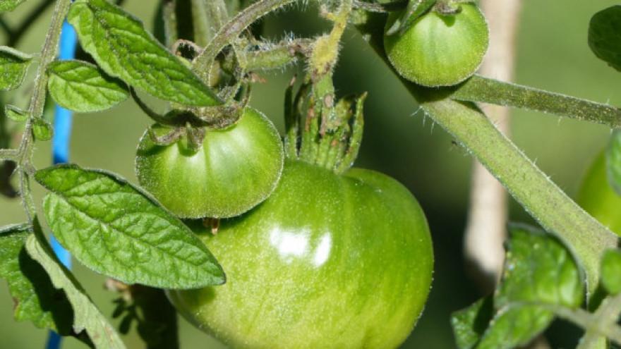 Nezreli paradajz sadrži solanin - Avaz