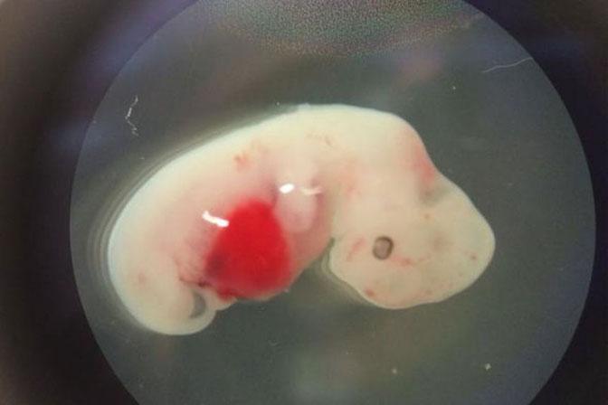 Životinjski embrij - Avaz