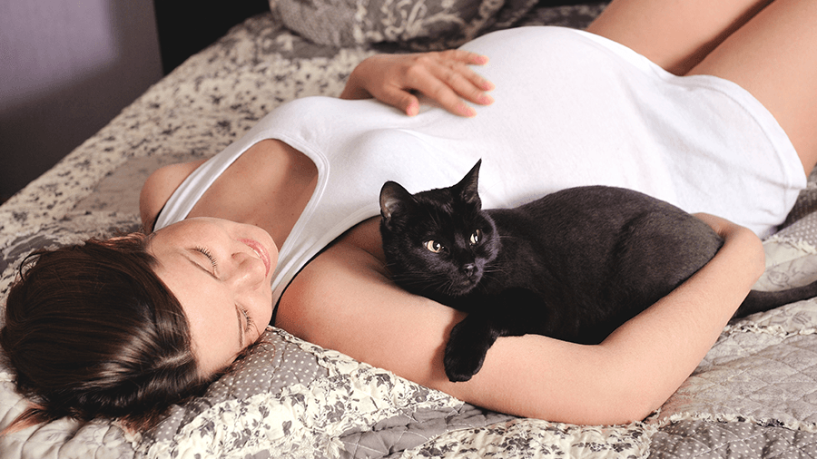 Trudnice trebaju izbjegavati kontakt s mačkama lutalicama - Avaz
