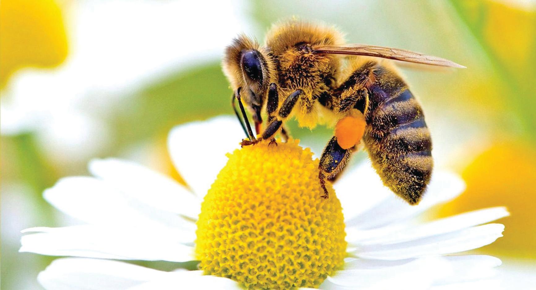 Pčela - Avaz