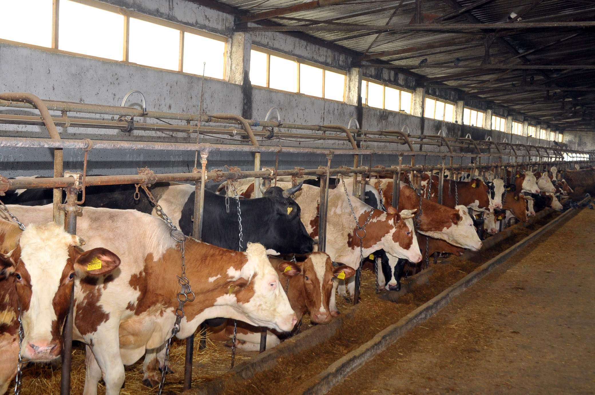 Poljoprivrednici ogorčeni, najavljuju blokiranje granica: Nemamo kome prodati 15 miliona litara mlijeka