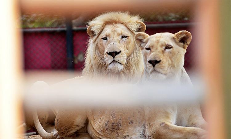 Četiri lava zaražena koronavirusom u zoološkom vrtu