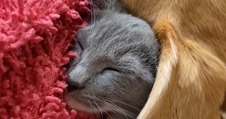 Mačka koristi uho svog krznenog prijatelja kao dekicu kad spava