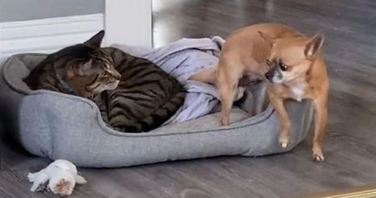 Pas se pokušao uvući mački u krevet, prizor je urnebesan