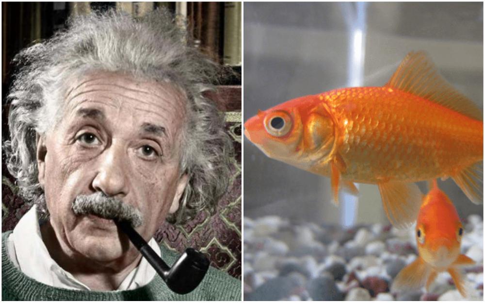 Albert Ajnštajn, zlatna ribica - Avaz