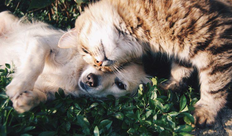 Objavljen javni poziv: Nastavak besplatne sterilizacije pasa i mačaka u Sarajevu