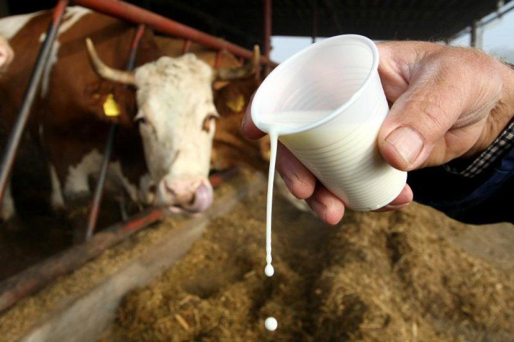 Nerealne cijene mlijeka, proizvođači upozoravaju: Dok trgovci kupe kajmak, farme se zatvaraju