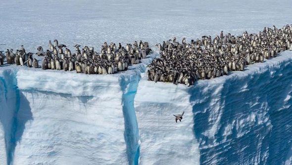 Skok pingvina u vodu - Avaz