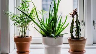 Zašto biljke i voće ne bi trebalo držati pored prozora