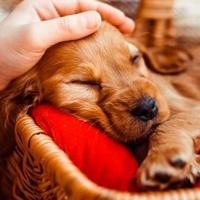 Šta psi sanjaju: U jednom slučaju ih ne smijete buditi