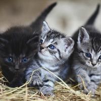 Veterinar Marin Kristian Jerković za "Avaz": Evo šta trebate znati ako želite udomiti mačiće