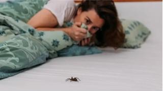 Posljedice ubijanja pauka u domu su užasne: Evo šta treba uraditi ako ih vidite