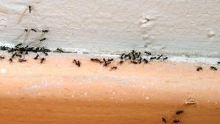 Ne možete se riješiti mrava u kući: U vodu za brisanje podova dodajte ovaj začin