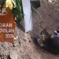Mačka se ni nakon dva dana ne odvaja od mezara Abdulaha Sidrana