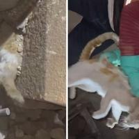 Video / Mačka spašena iz ruševina nakon izraelskog napada u Gazi
