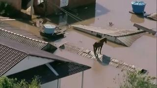 Video / Konj snimljen na krovu potopljene kuće u Brazilu: Nadaju se da će ga uspjeti spasiti