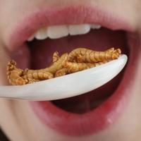 Evropska unija odobrila prodaju insekata za ljudsku ishranu