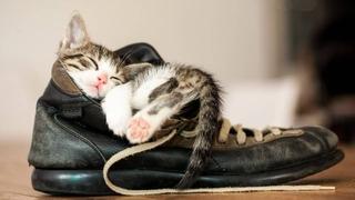 Razlozi zašto mačke vole da leže na obući vlasnika