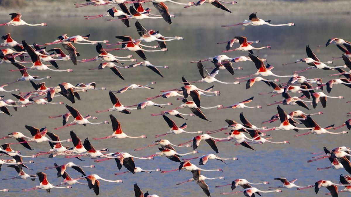 Hiljade flamingosa na jezerima nadomak Ankare