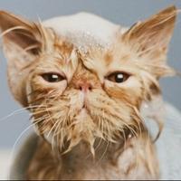 Treba li uopće kupati mačke