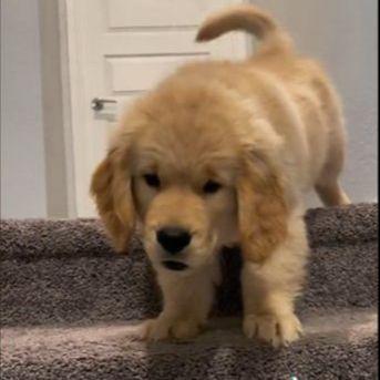 Snimak šteneta koji se plaši stepenica će vas razniježiti i nasmijati 