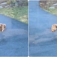 Pas koji misli da je nevidljiv pokušava se igrati skrivača: Video je hit