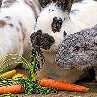 Mit ili istina: Da li zečevi zaista vole mrkvu