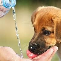 Zaštitite svog psa od dehidracije: Obratite pažnju na ove simptome