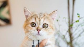 Držanje mačke za vrat: Zašto to ne bi trebali raditi